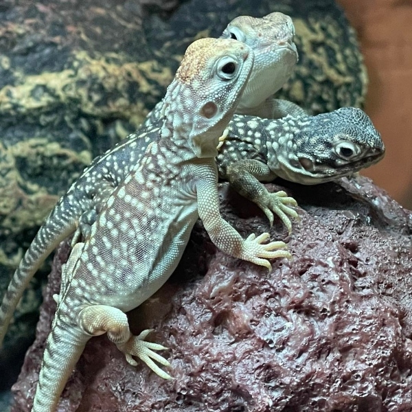 Adventure: Scales & Tails at Canberra Reptile Zoo
