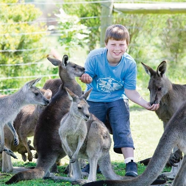 Adventure: Play WILD at Maru Koala and Animal Park
