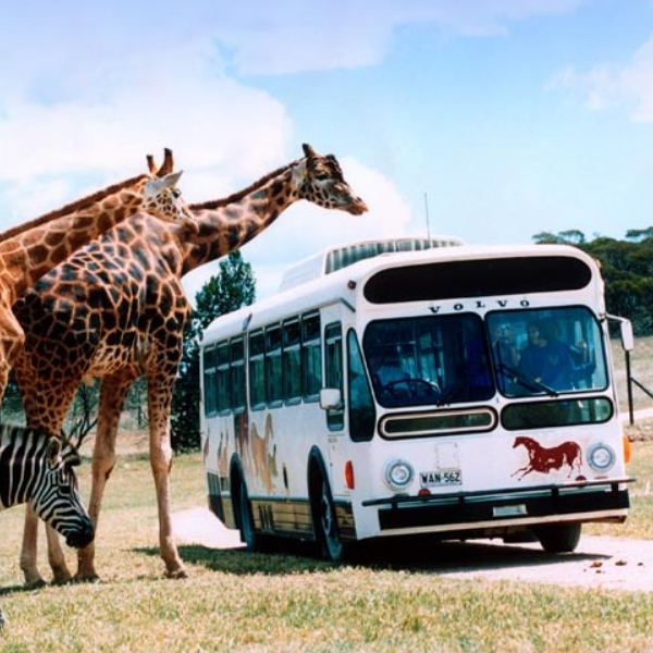 Adventure: Go Wild at Monarto Safari Park