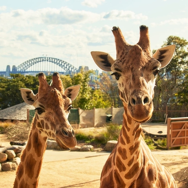 Adventure: Wild Wonders at Taronga Zoo